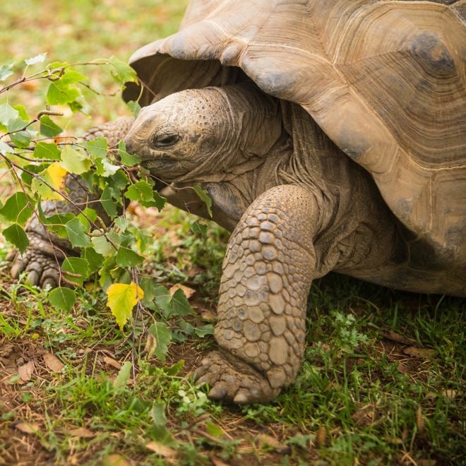 Image of wsp aldabra tortoise nov22 square web 1080x1080