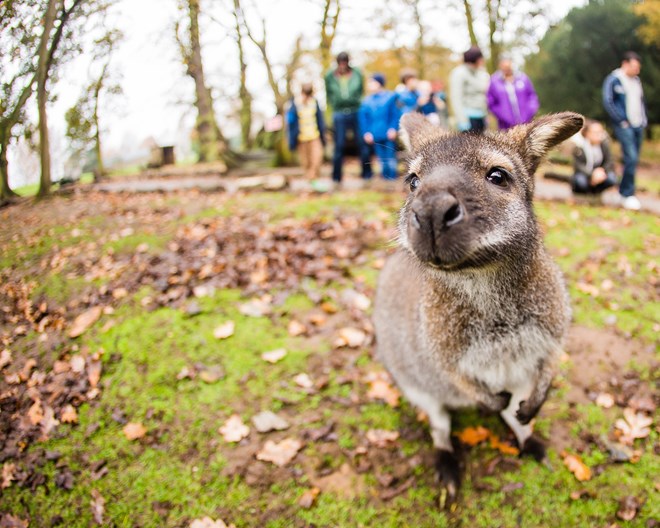 A wallaby stands on the grass looking at the camera in front of a group of children and adults