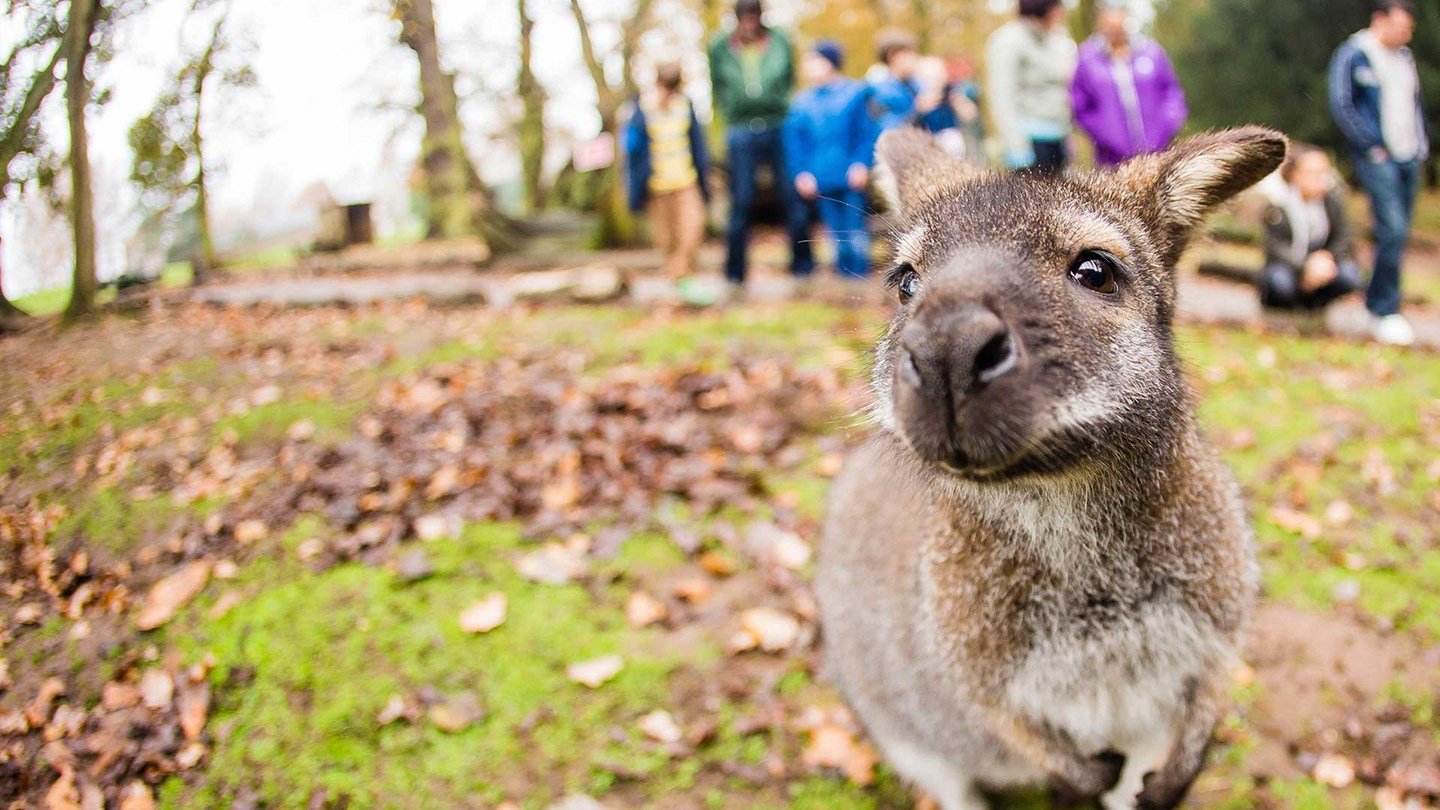 A wallaby stands on the grass looking at the camera in front of a group of children and adults