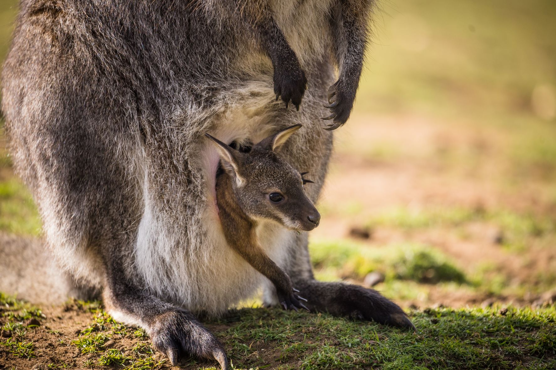 Wallaby joey born at Woburn Safari Park.jpg