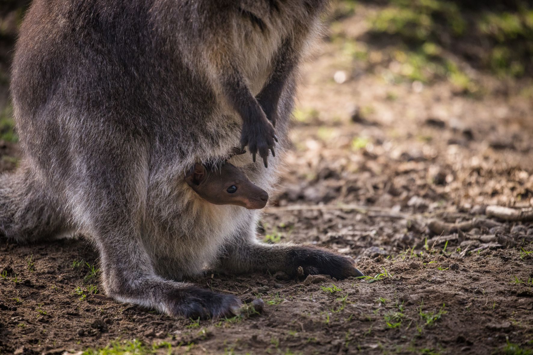 Young wallaby joey pokes head out of pouch .jpg