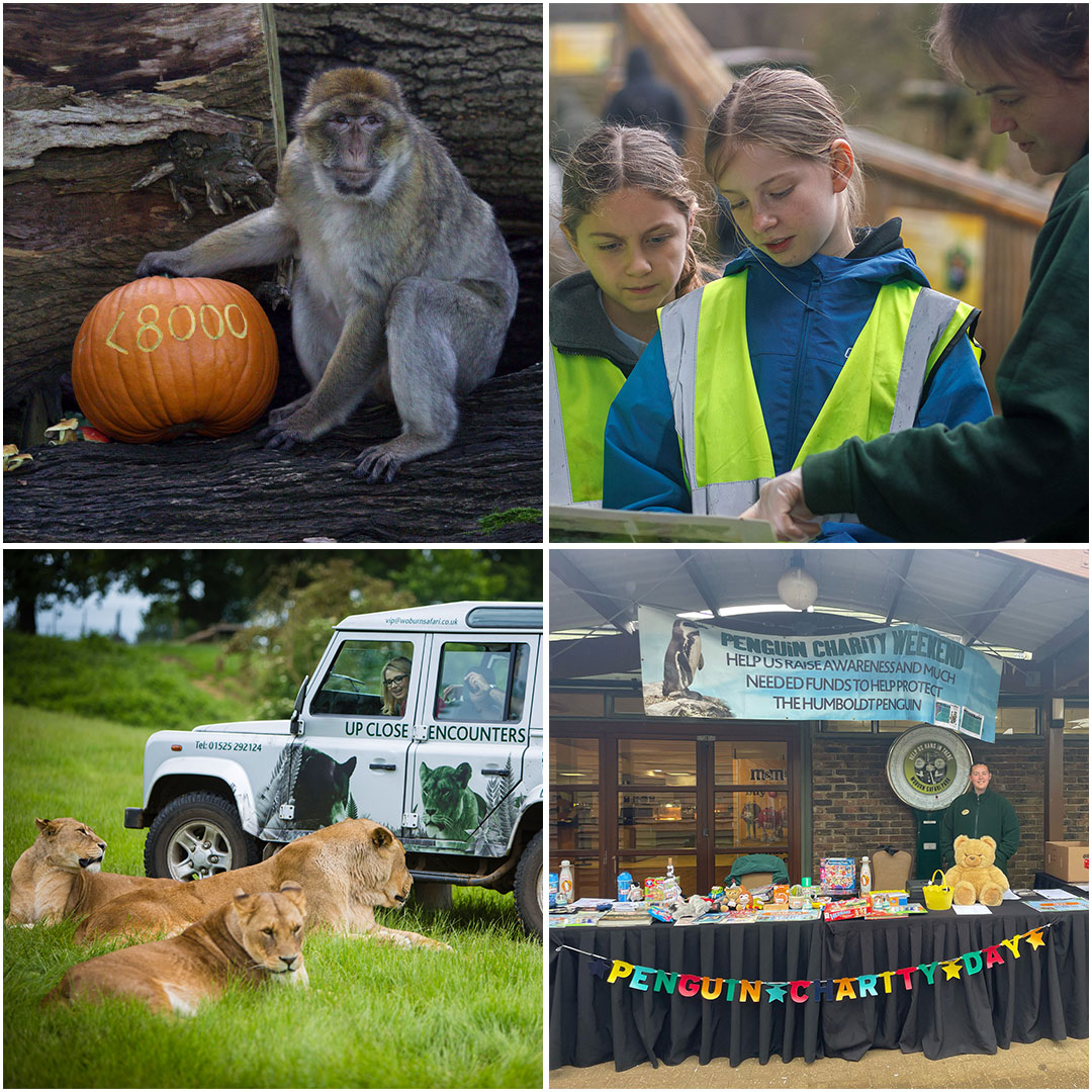 Endangered Species Day Conservation Efforts