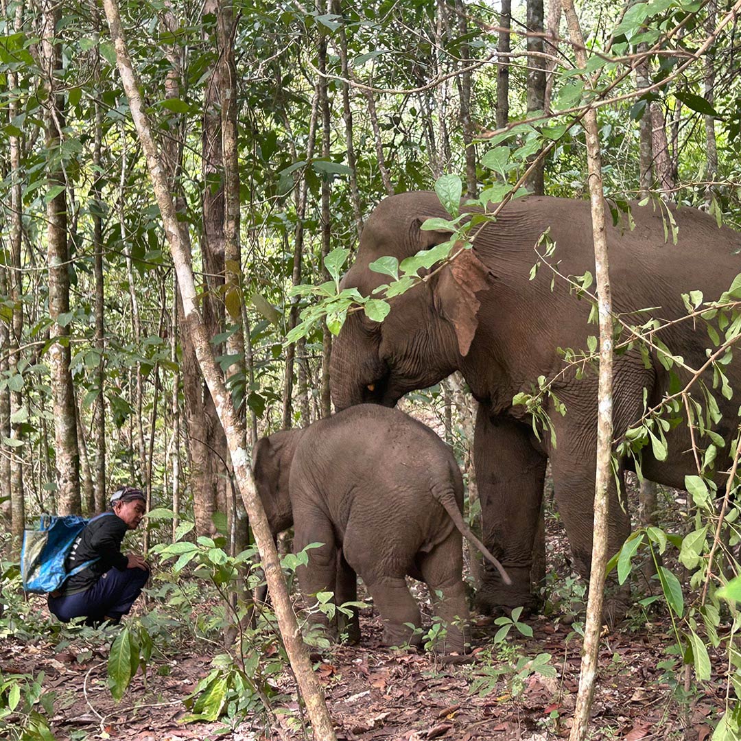 Mum and baby Asian elephants in Thailand forest with their Mahout
