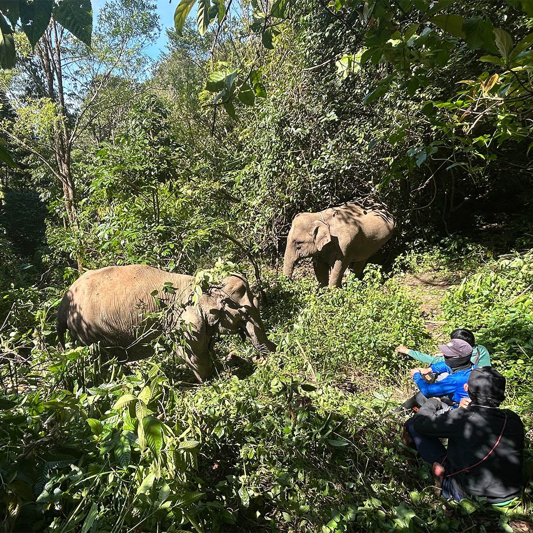 Wild elephants in the Thailand Forest with Mahouts