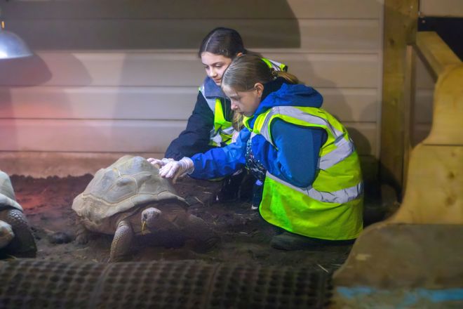 Two workshop children crouch and touch shell of Tortoise gently in tortoise house under heat lamps