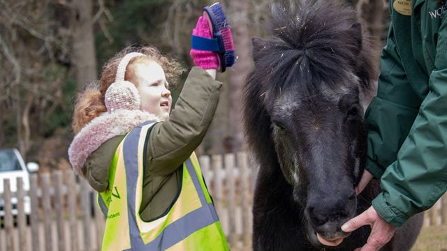 Image of holly pony being brushed web landscape 1920x1080