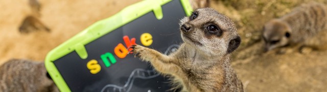 Close up of a common meerkat stood up