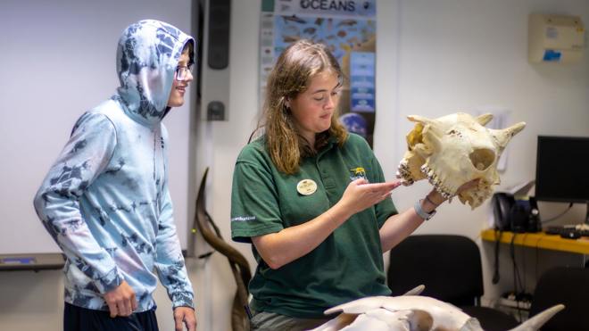 Woburn Safari Park education ranger shows an excited young boy a giraffe skull in an indoor classroom