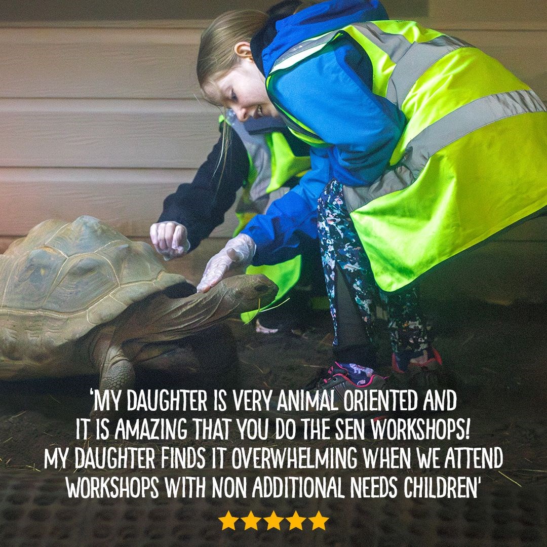 Text Reads: My daughter is very animal orientated and it is amazing that you do the SEN workshops! My daughter finds it overwhelming when we attend workshops with non additional needs children. Image shows young girl interacting with a giant tortoise on the ground