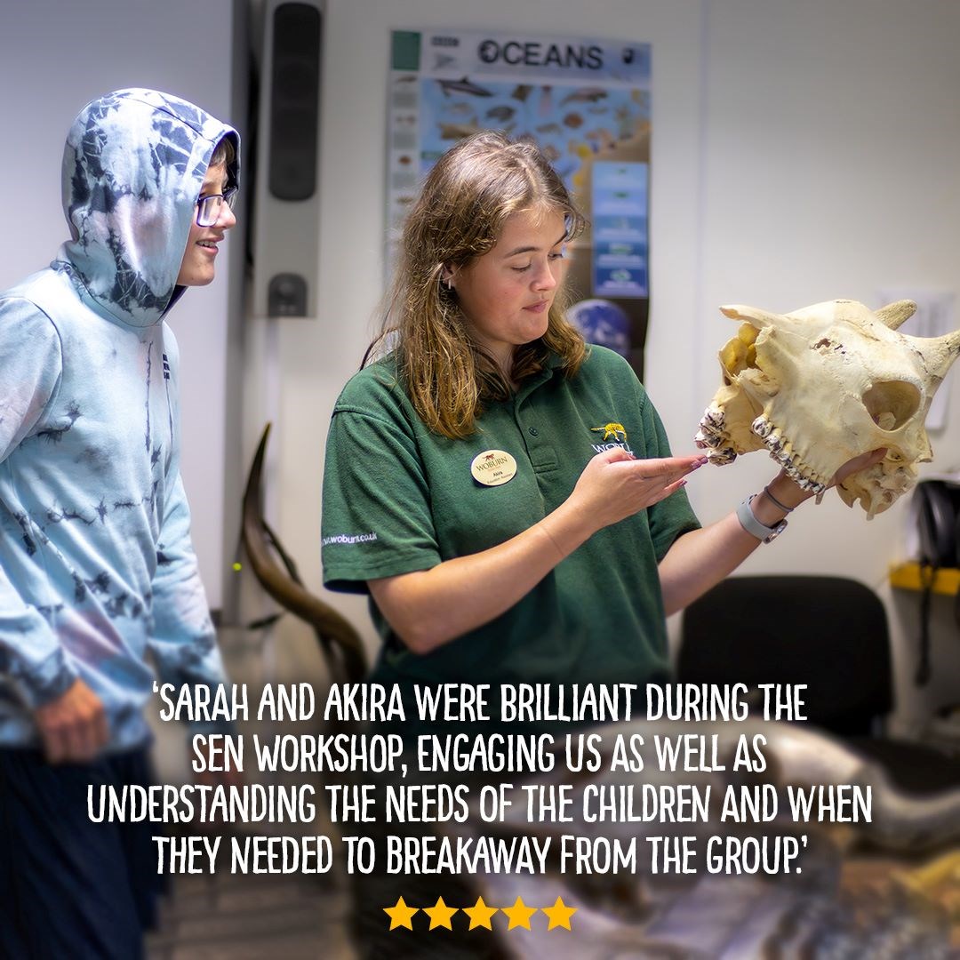 Text reads: Sarah and Akira were brilliant during the sen workshop, engaging us as well as understanding the needs of the children when they needed to breakaway from the group. Image shows education ranger holding a giraffe skull up to a young boy with his hood up 