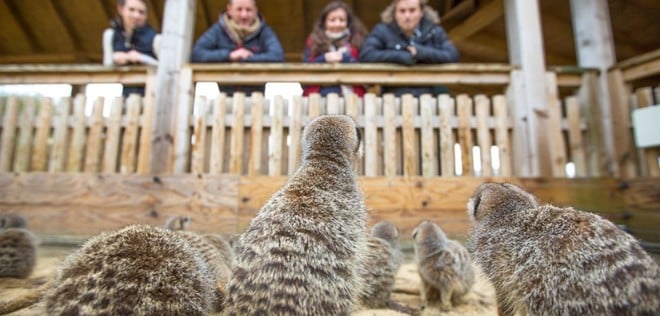 A mob of meerkats look up as a group of visitors look down at them in their Desert Springs enclosure at Woburn Safari Park