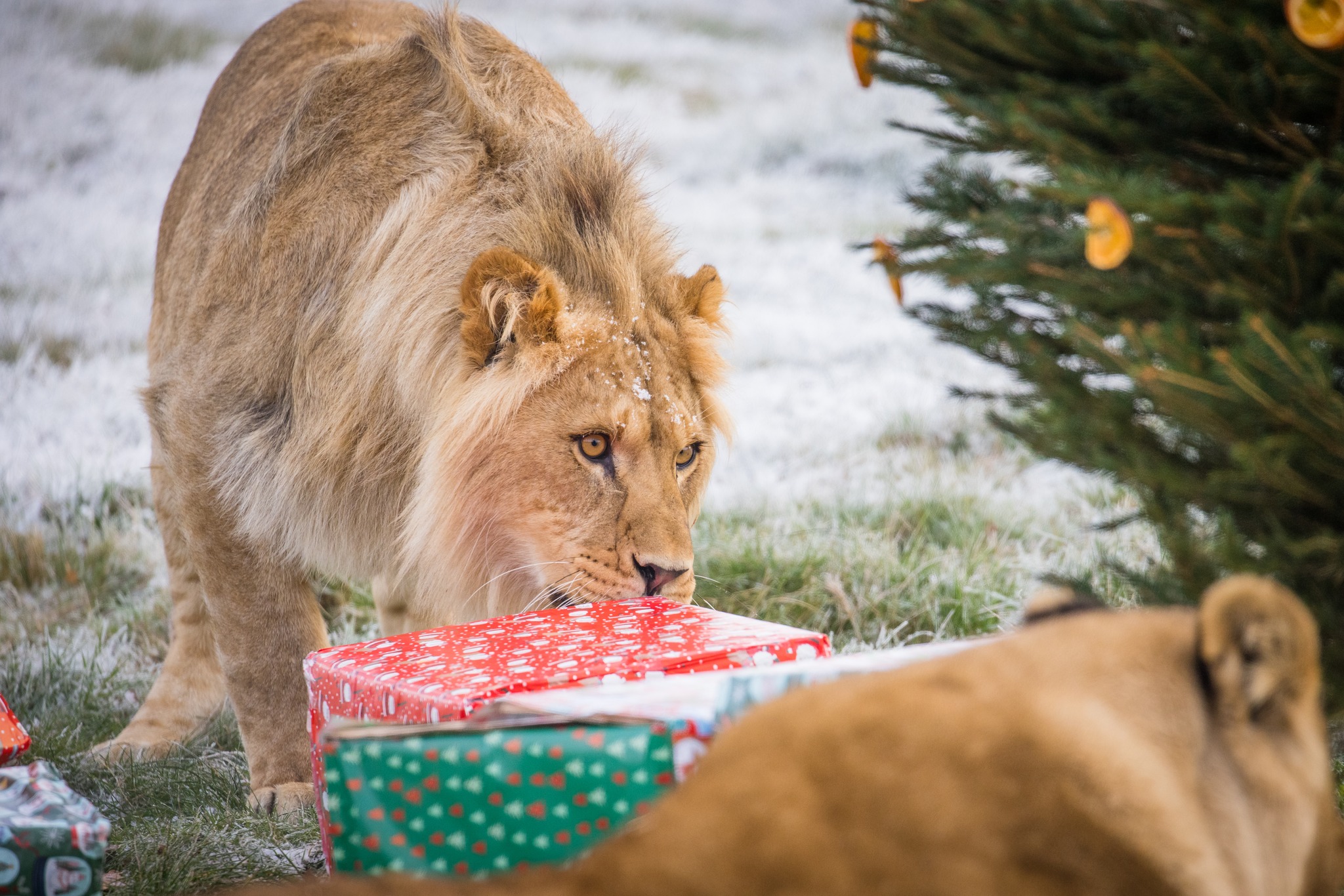 A young lion investigates a festive treat at woburn safari park.jpg