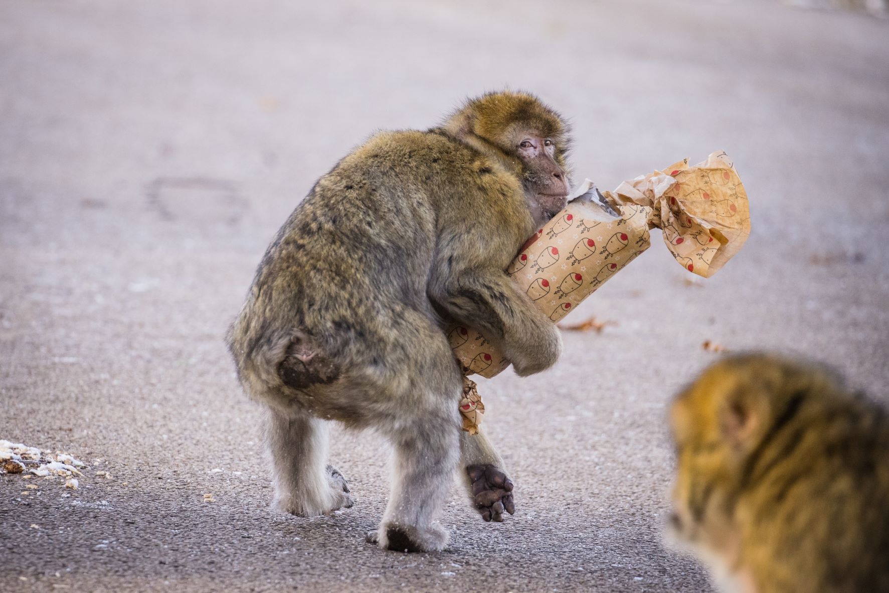 Barbary macaque running away with Christmas Present.jpg