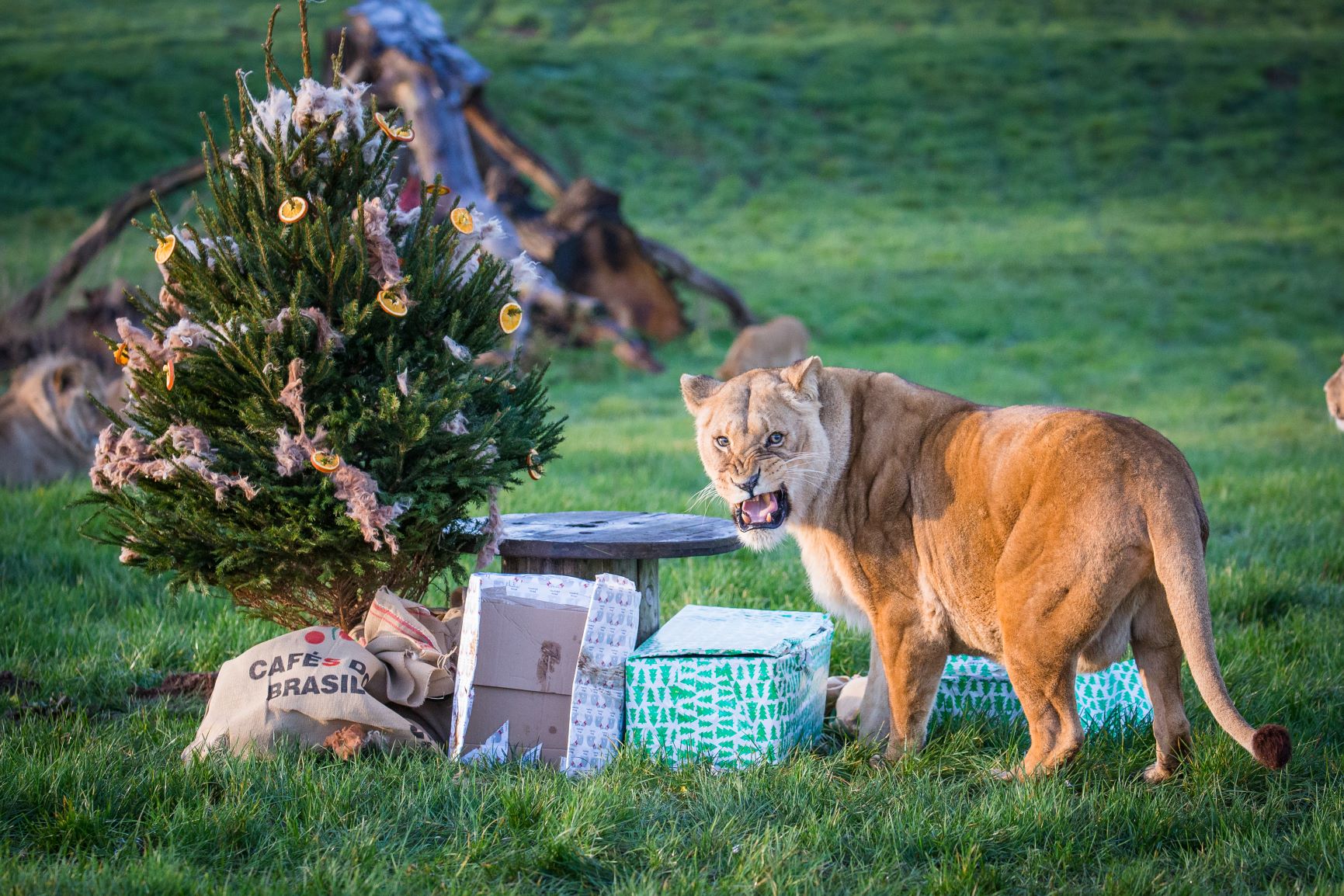 Female Tallulah guards her gifts and tree.jpg