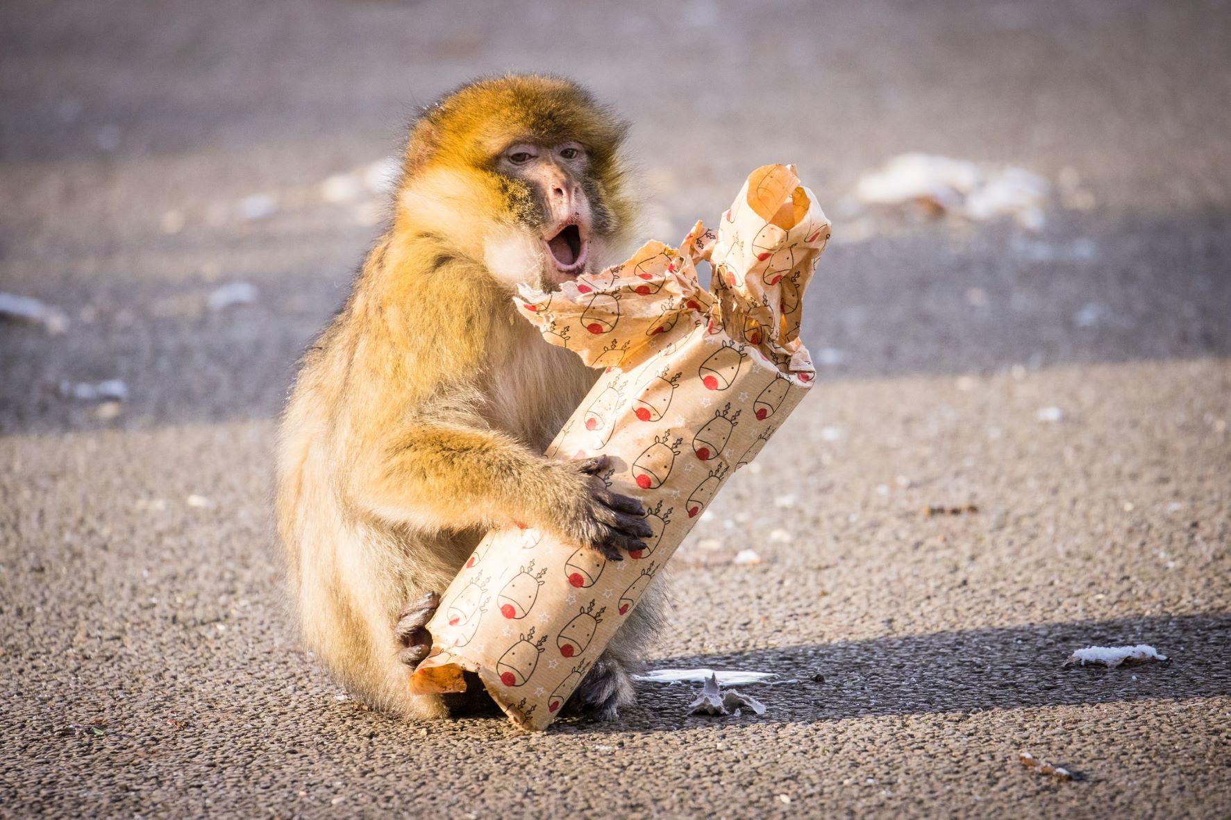 Festive enrichment for the barbary macaque monkeys .jpg