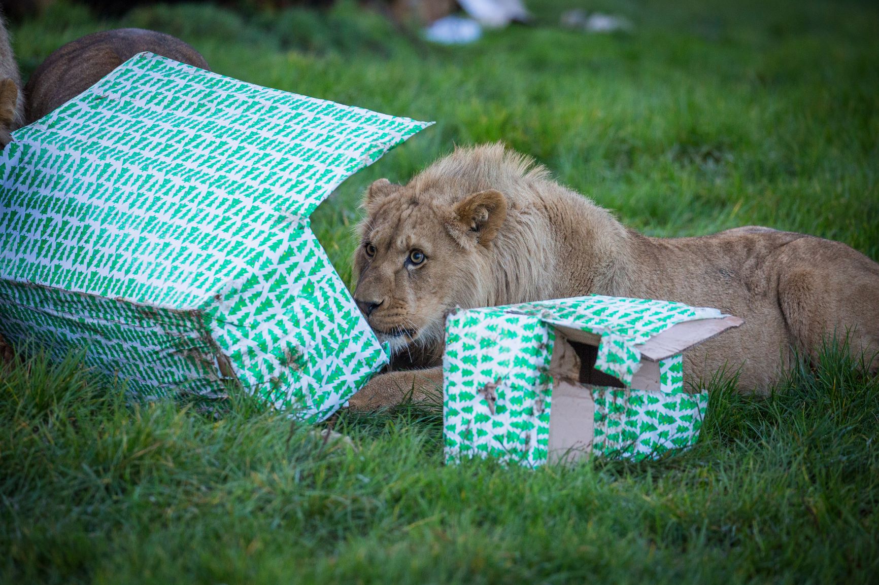 Male Kahari enjoys his presents..jpg