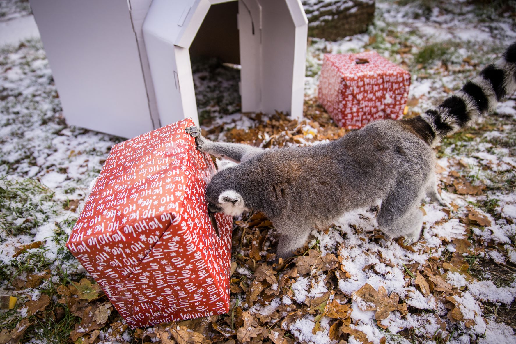 Ring tailed lemur peers into Christmas gift box.jpg