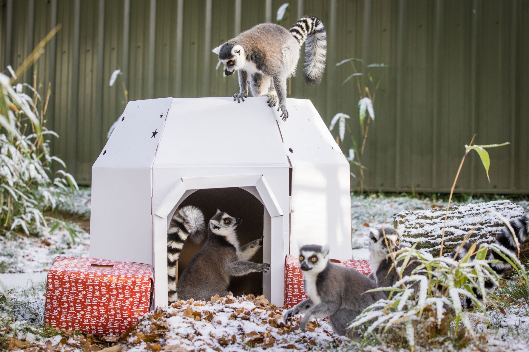 Ring tailed lemurs enjoy festive winter wonderland themed enrichment.jpg