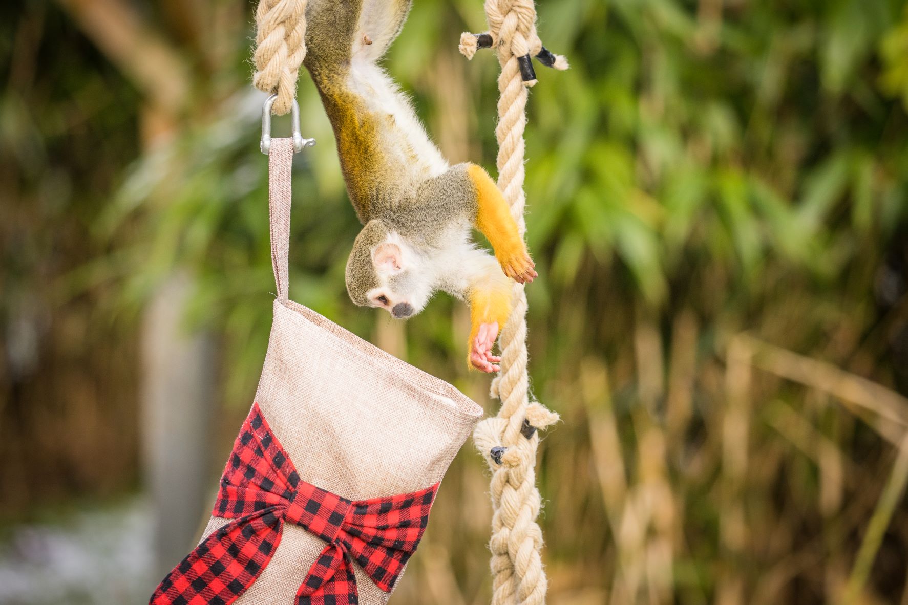 Squirrel monkey investigates Christmas stocking enrichment .jpg