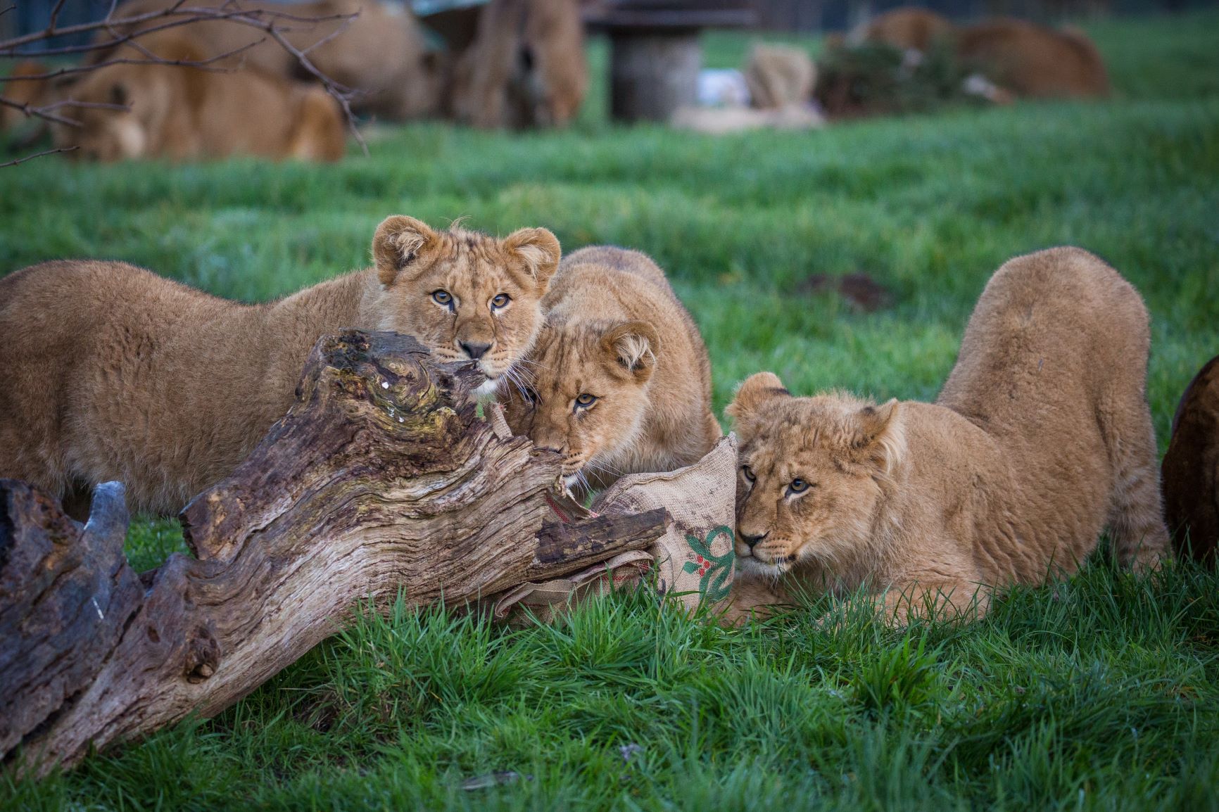 The three African lion cub brothers, Zulu, Hasani and Iniko playing behind a log.jpg