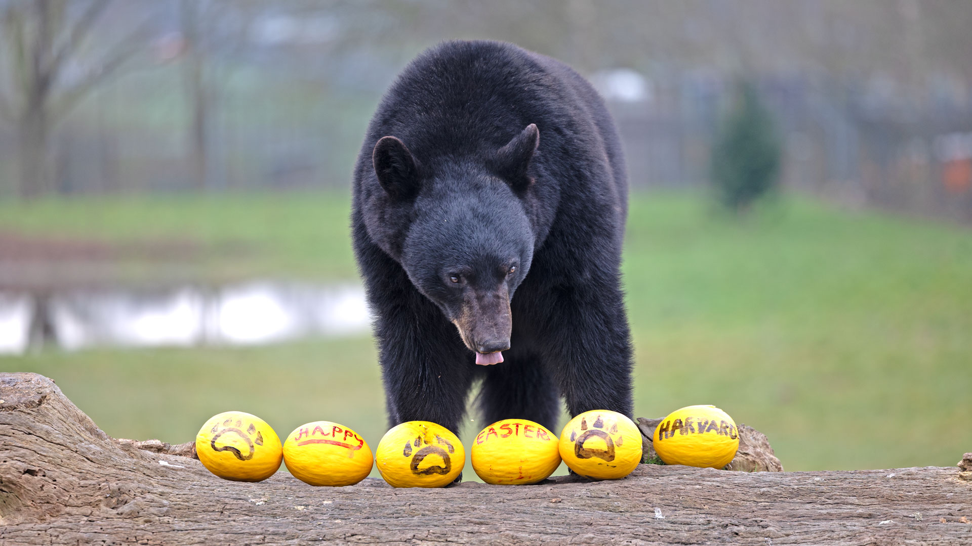 North American black bear licking lips at egg shaped melons for Easter