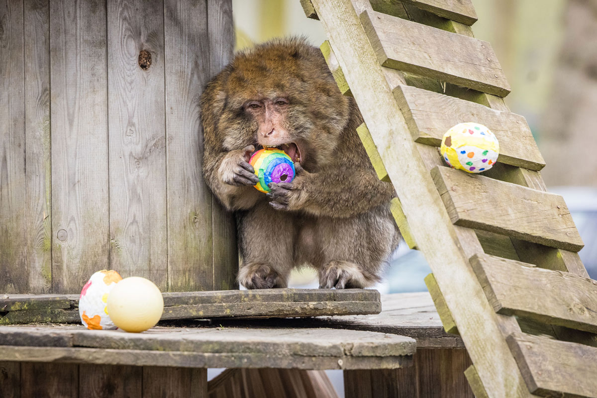 Easter egg treats for the animals | Woburn Safari Park