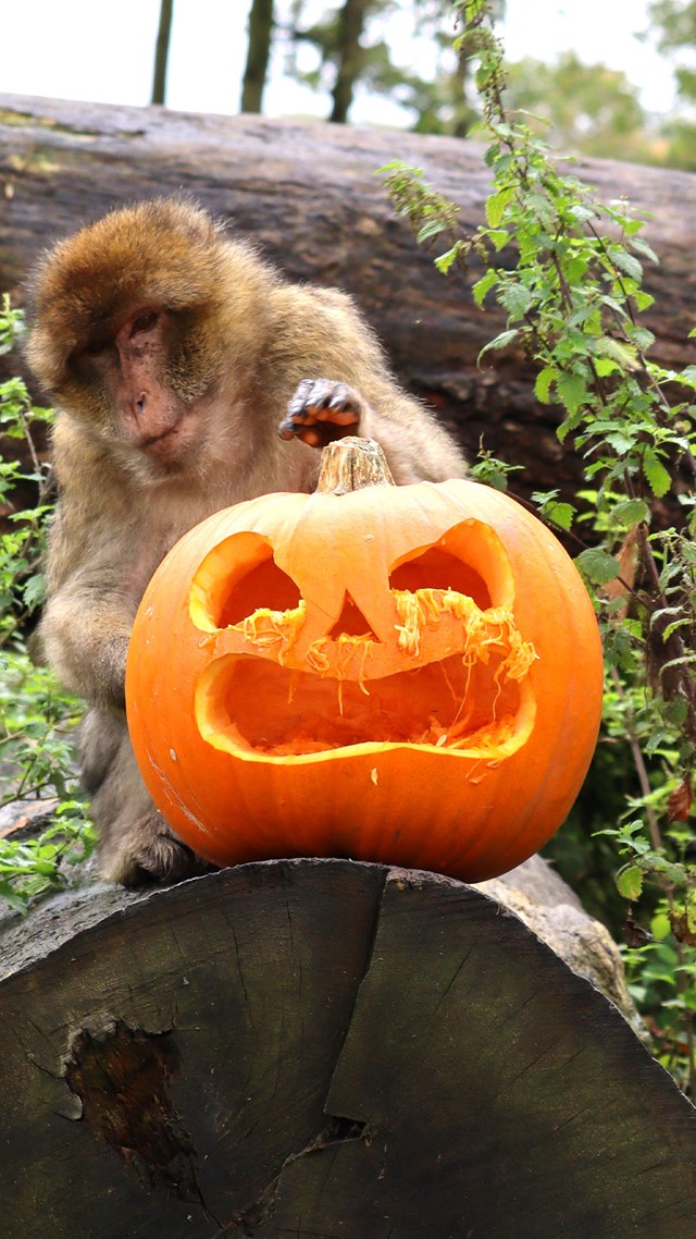 Image of barb monkey with pumpkin cropped for web portrait 1920x1080