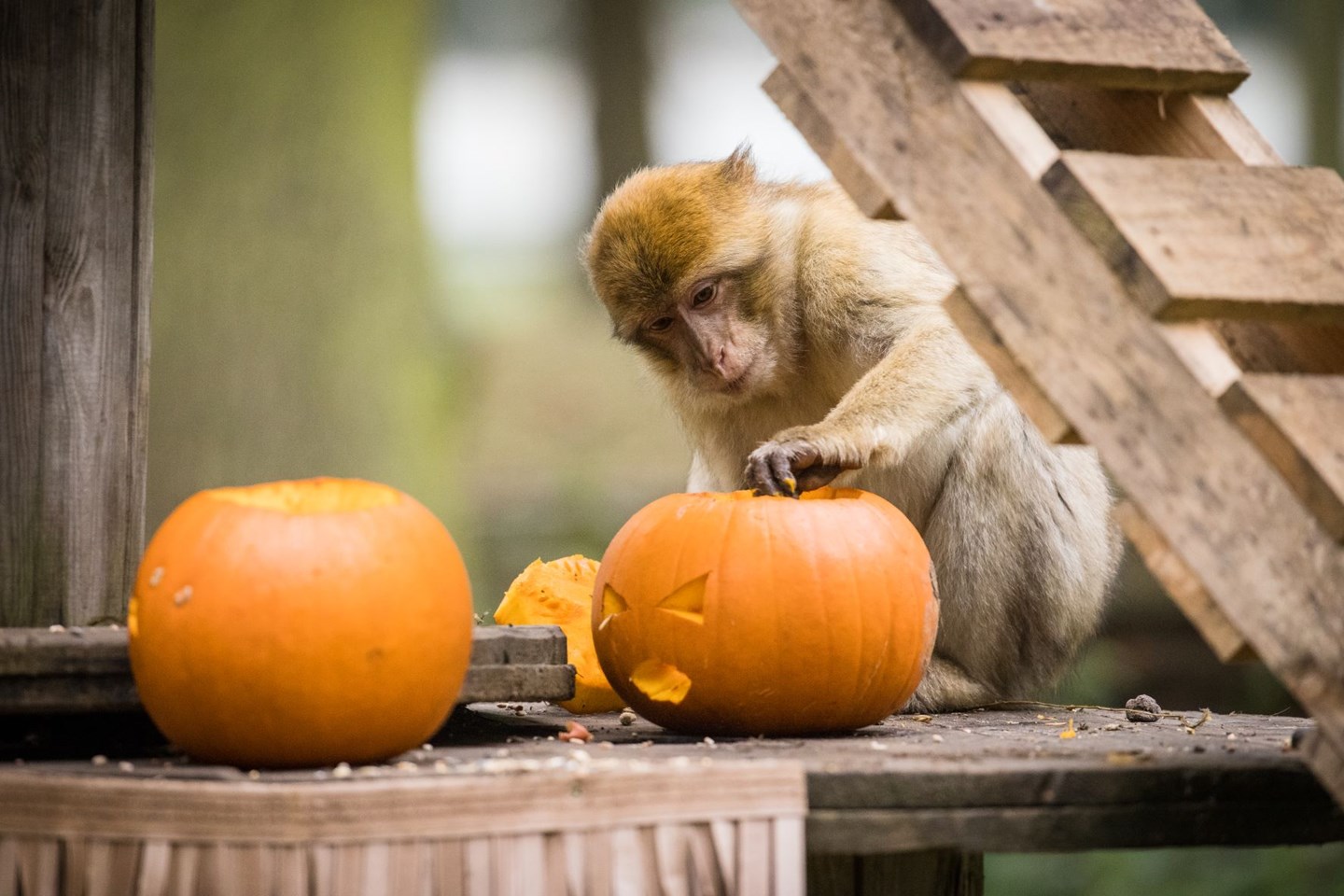 Barbary Macaque monkey investigates pumpkins on wooden platform