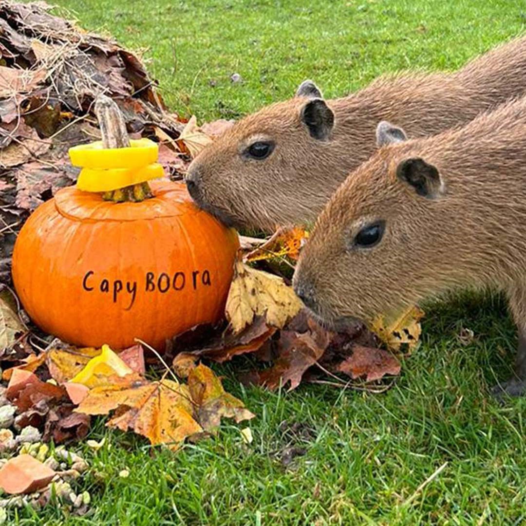 Image of capybara pups with pumpkin cropped for web 1080x1080