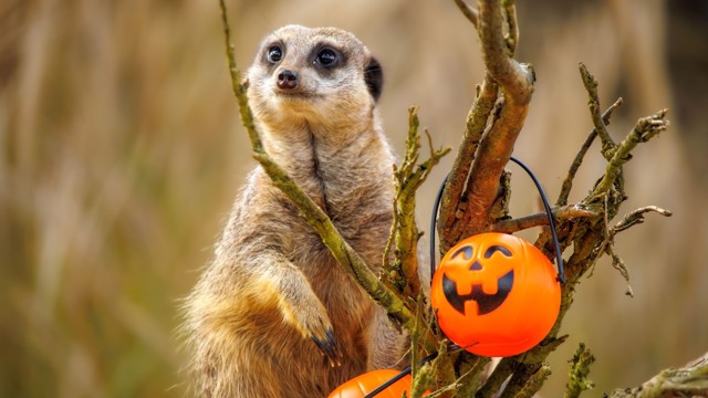 Image of halloween enrichment 2023 meerkats 7