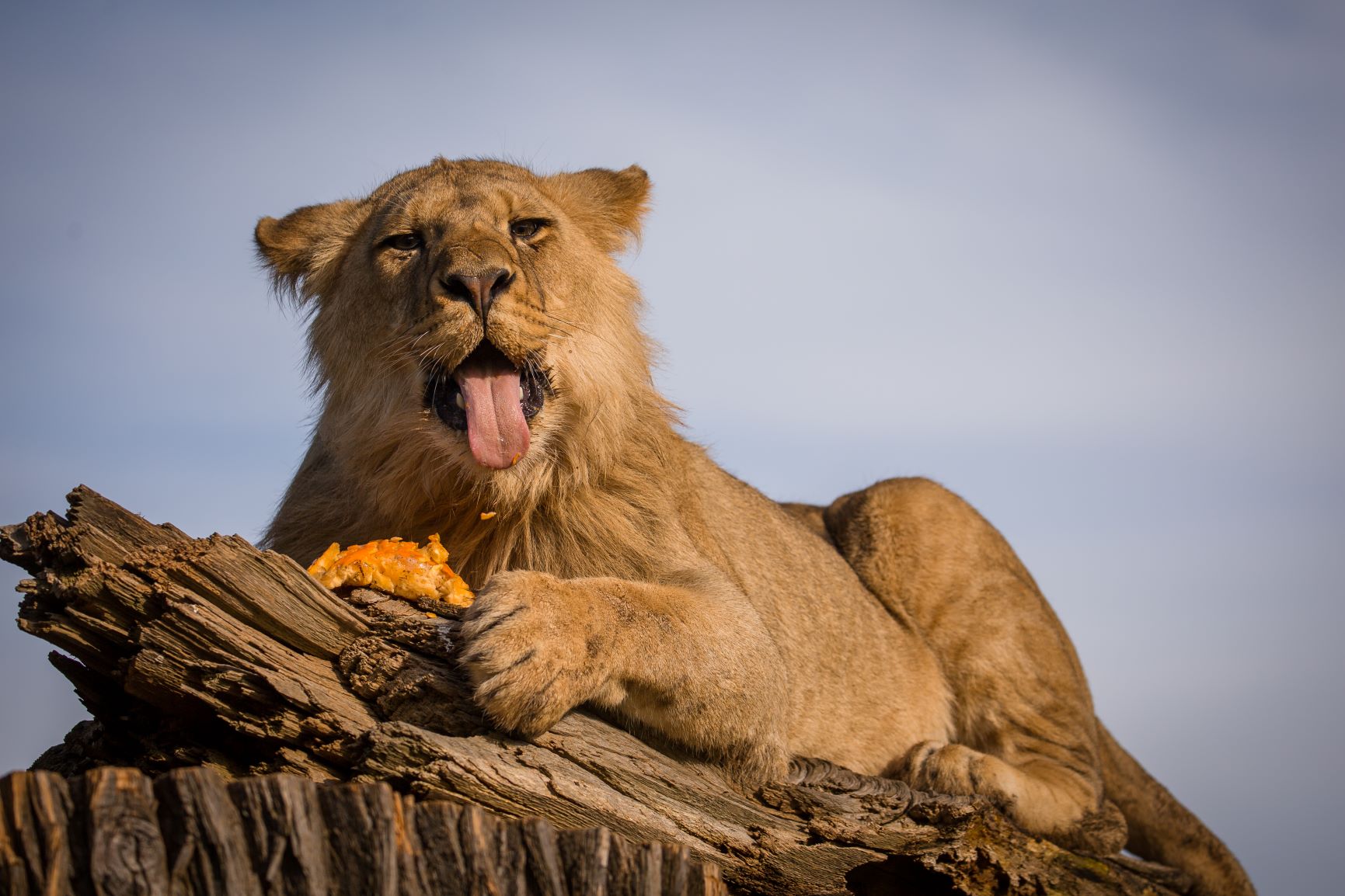 Lion cub eats pumpkin.jpg