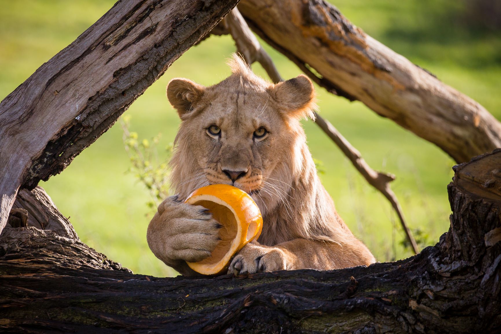 Lion cub youngster with pumpkin.jpg