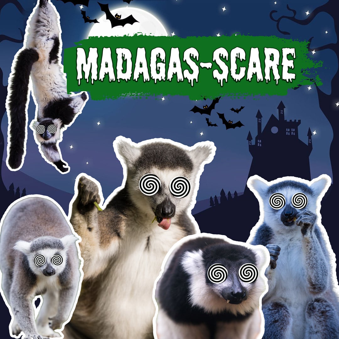 Halloween graphic of lemurs superimposed with spooky eyes over a dark night background