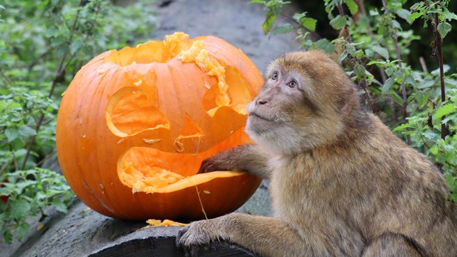 Image of monkey and pumpkin enrichment cropped for web landscape 1920x1080