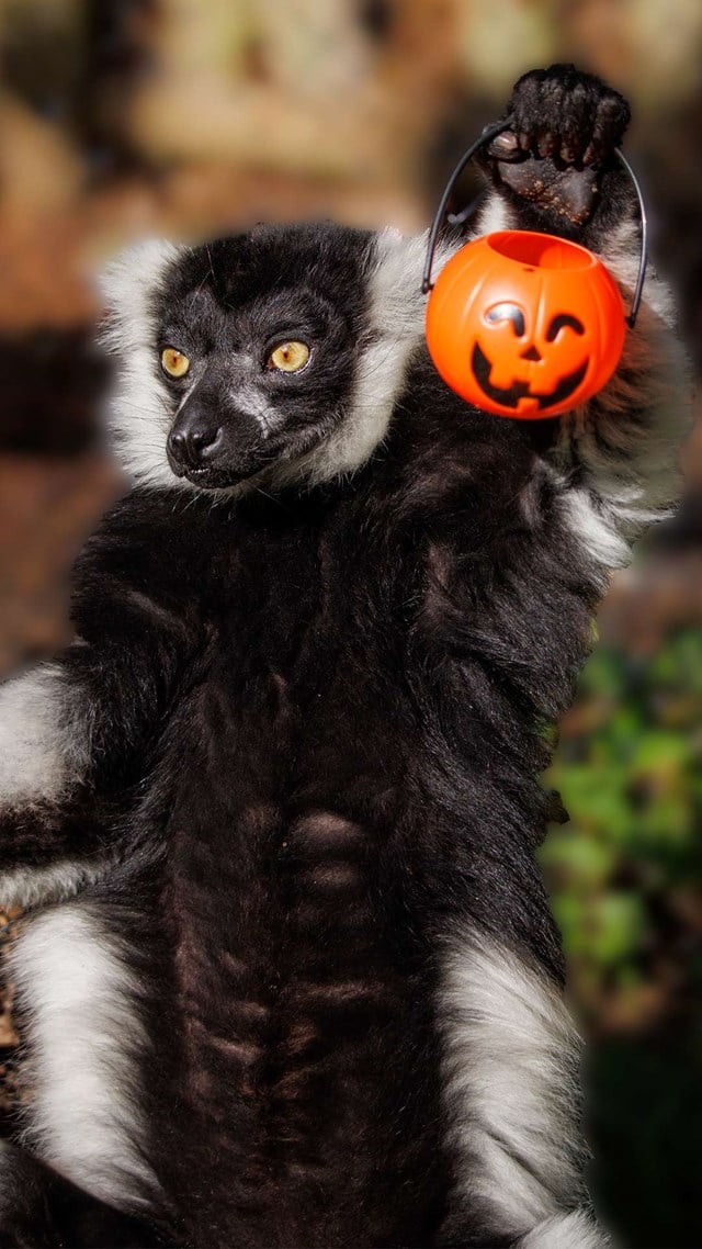 Image of ruffed lemur cropped for web mobile portrait 1920x1080