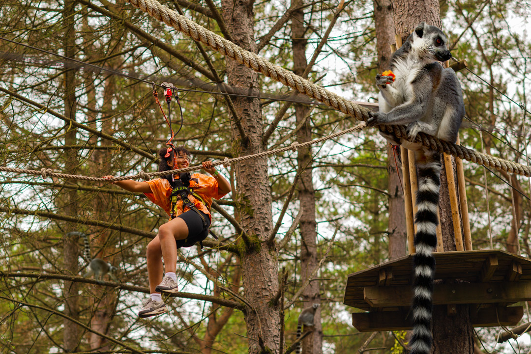 Fake photo of a woman doing Go Ape high ropes next to a lemur sat on a rope