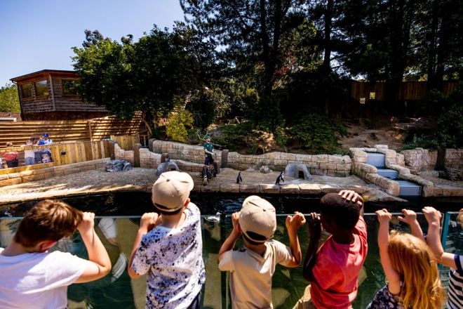 Image of children watching penguins at woburn safari park