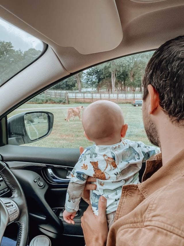 Man holds baby on lap to look out of window at lion in road safari, with trees and other cars in the distance 