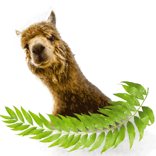 Alpaca head on transparent background with leaves below 