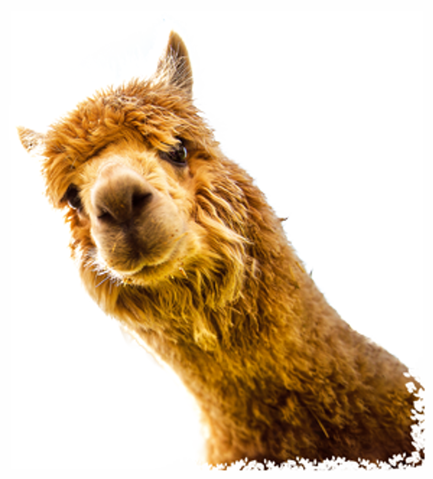 Orange Alpaca Head looks towards camera against transparent background 