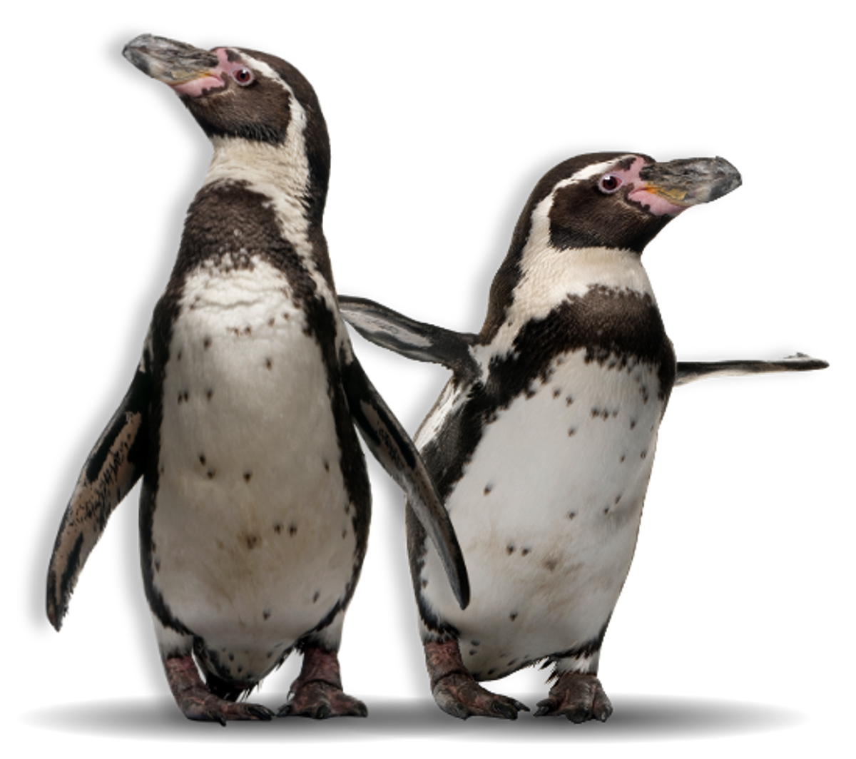 Two Humboldt penguins with their flippers stretched out against transparent background 