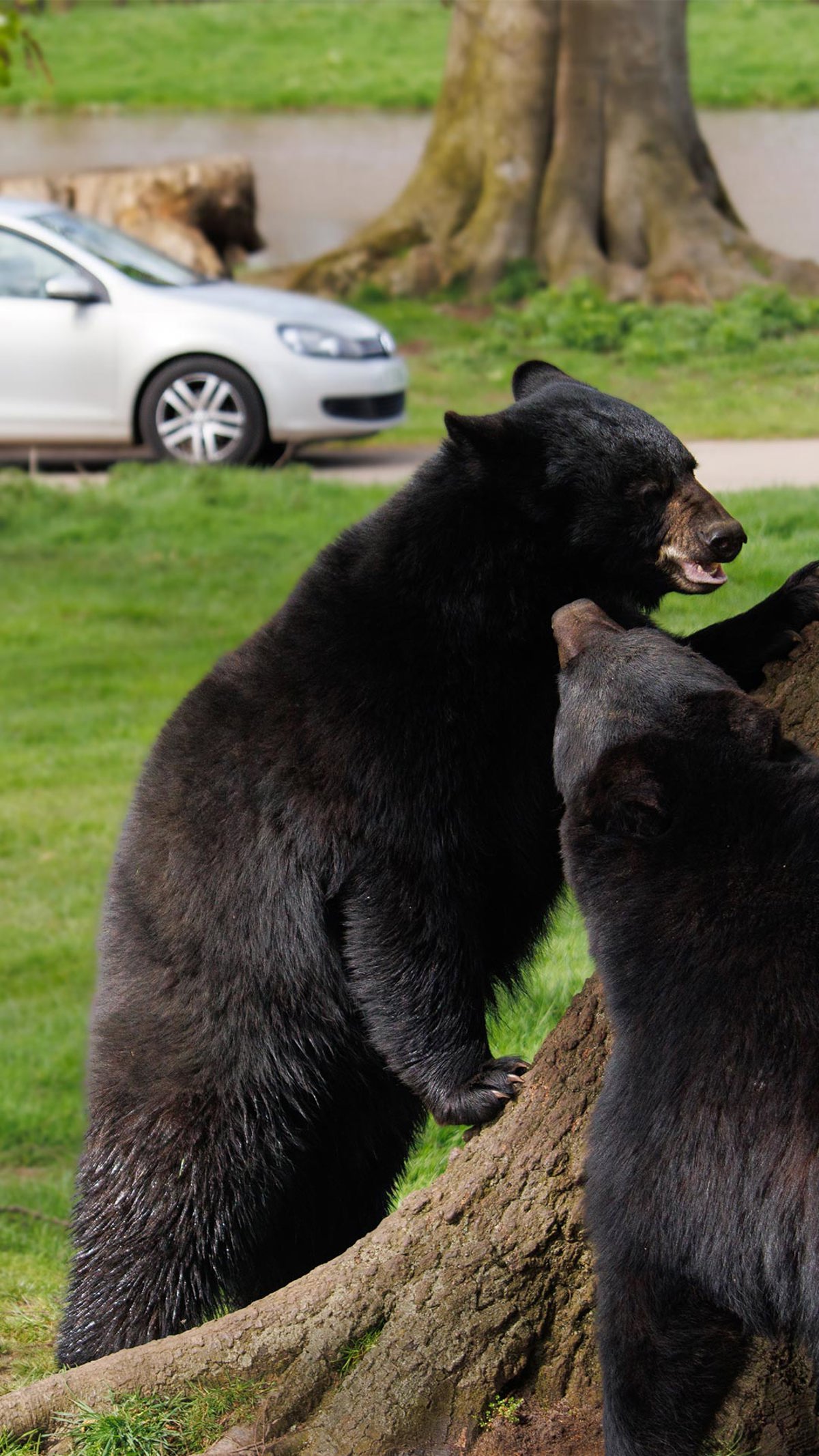 Image of bears with car in background cropped for web mob portrait 1920x1080