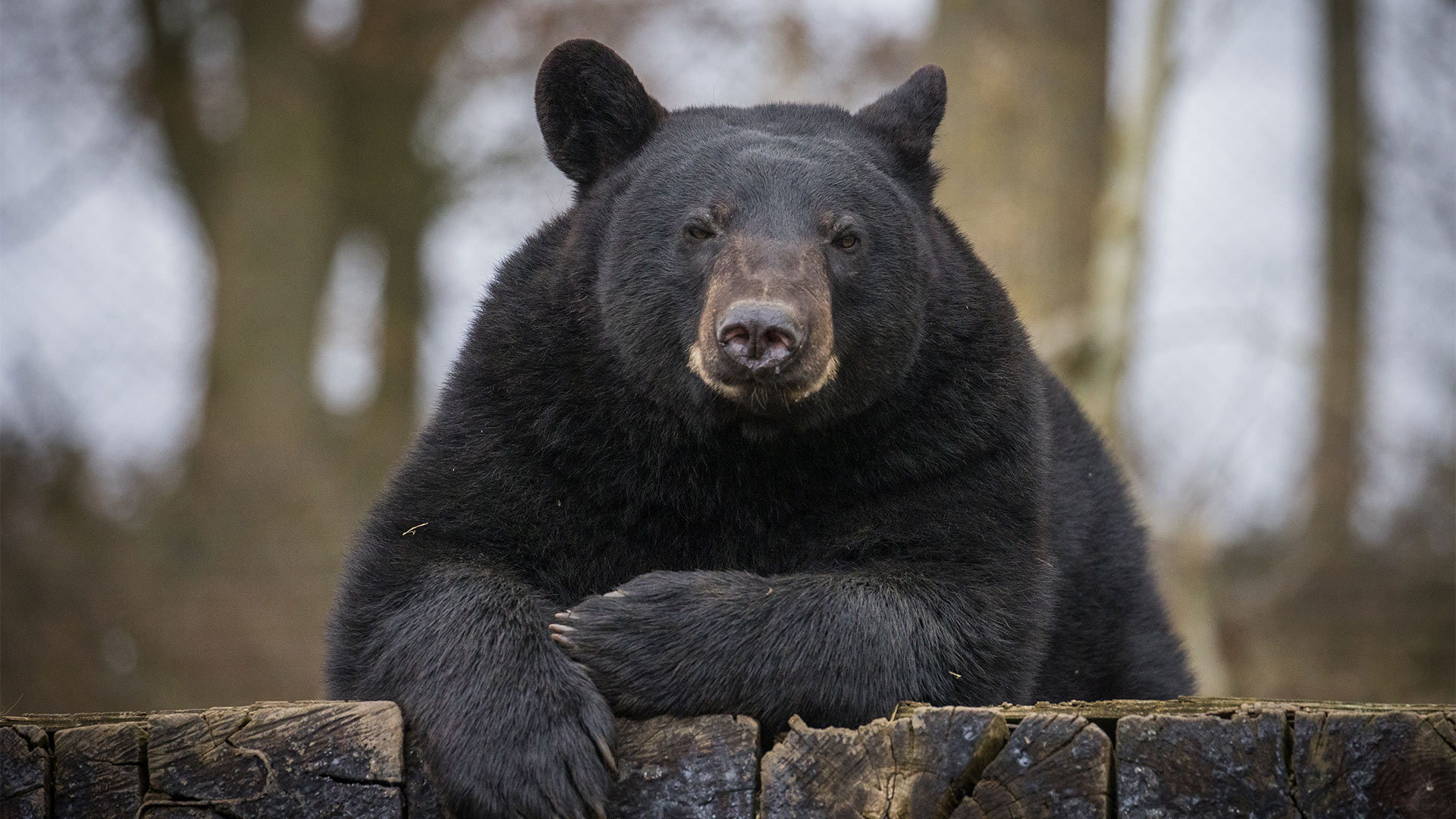 North American black bear relaxing while looking at the camera