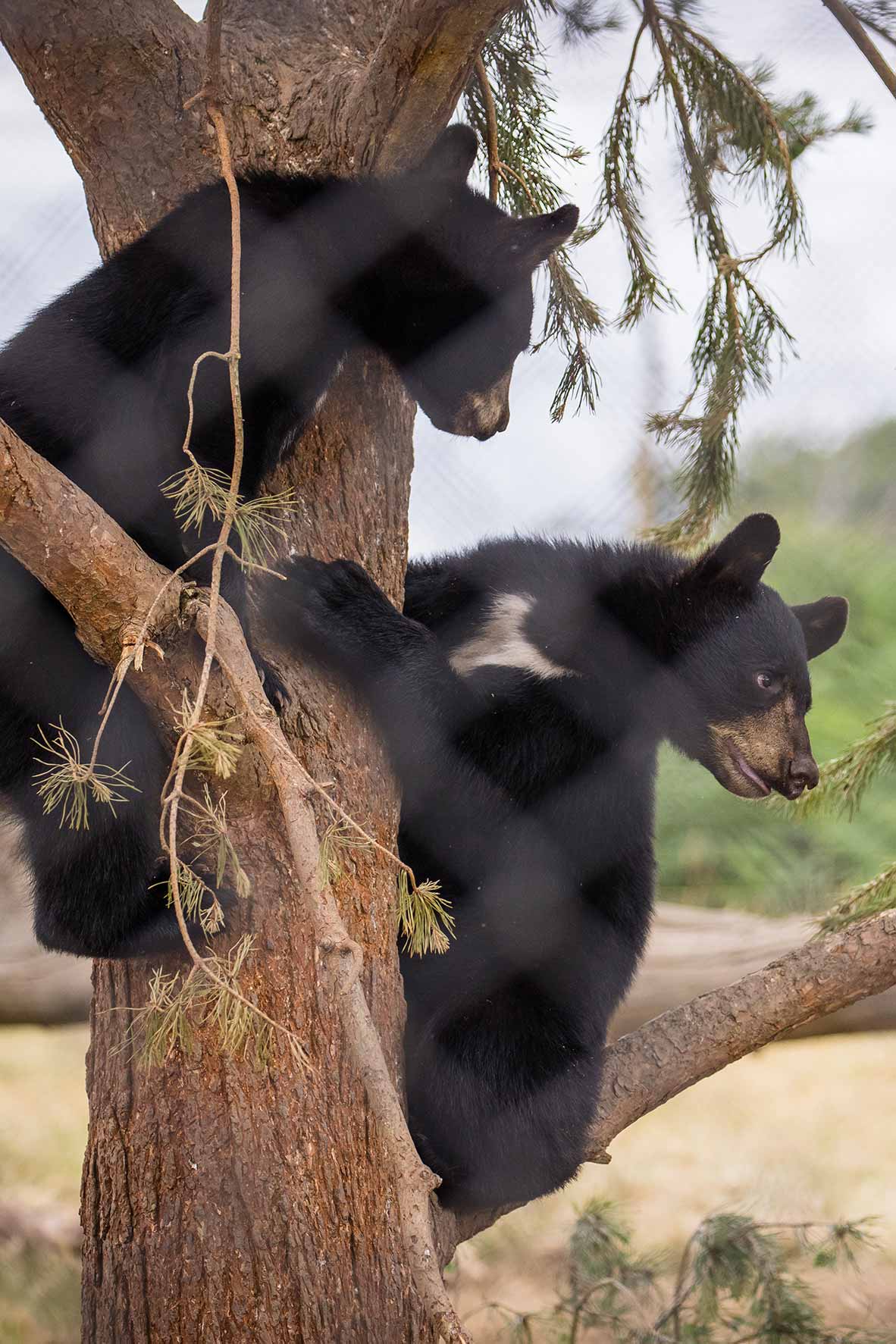 North American black bear | Woburn Safari Park