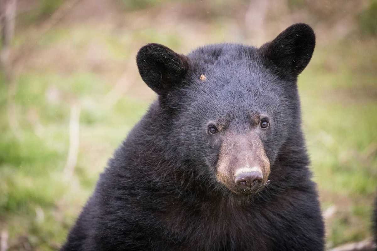 A one year old female black bear in England at Woburn Safari Park