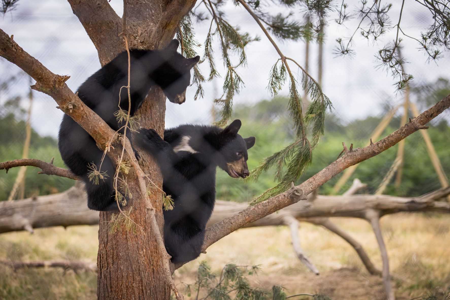 Woburn's black bear cubs take first steps out of den - BBC News