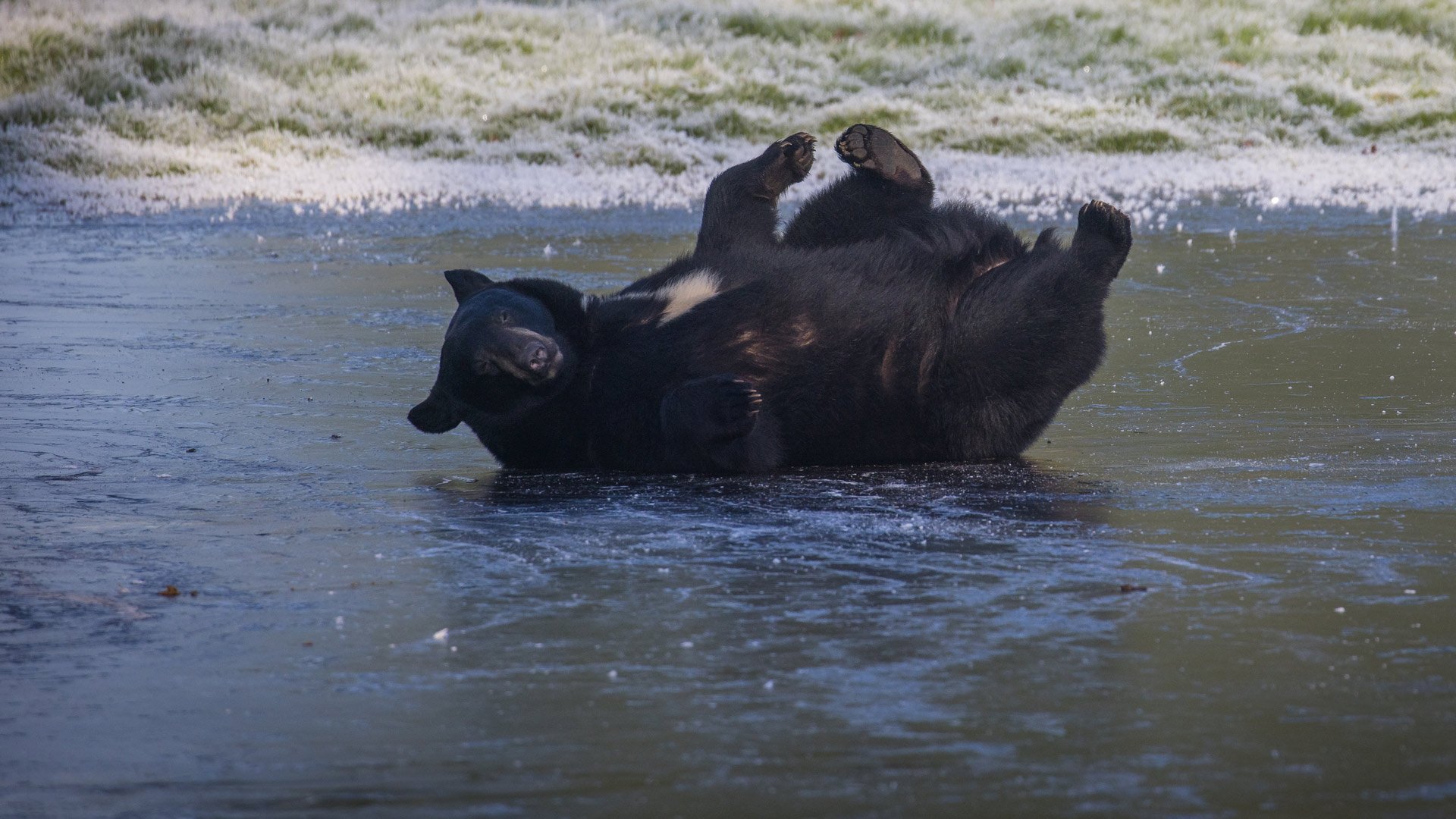 Image of bear single on back on ice jan 25 web landscape 2