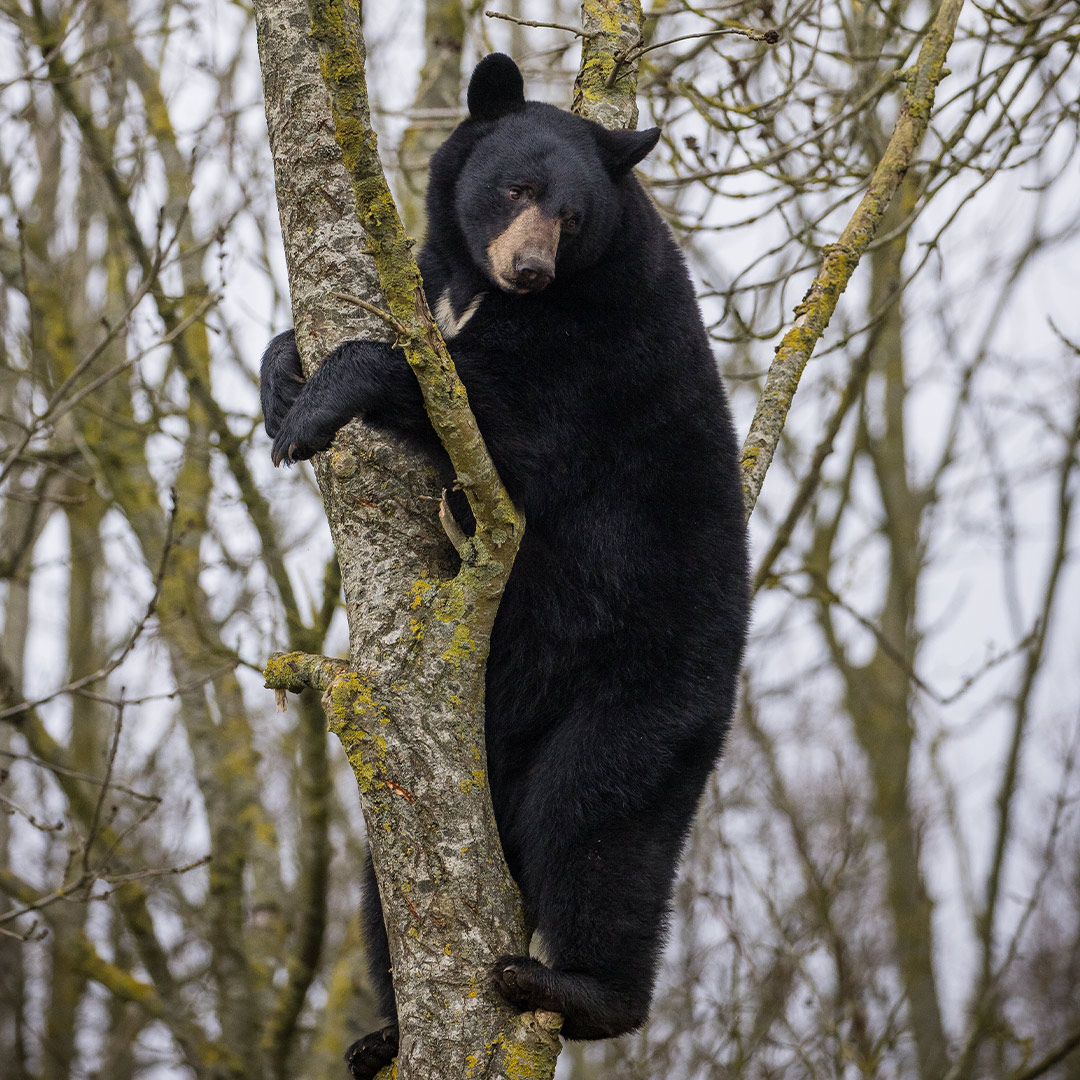 North American black bear up in the tree