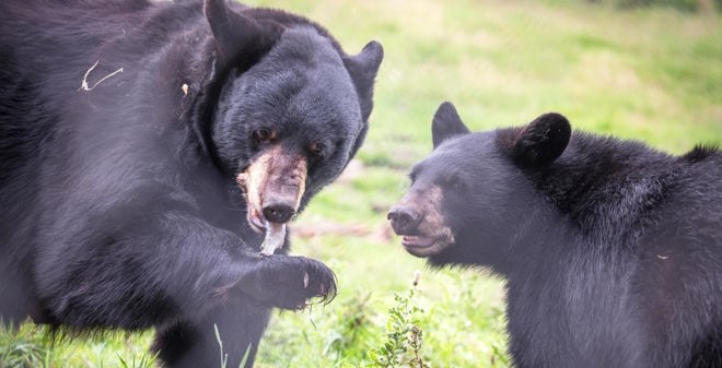 Mother bear eats a fish while her cub looks into the distance against a grassy backdrop 