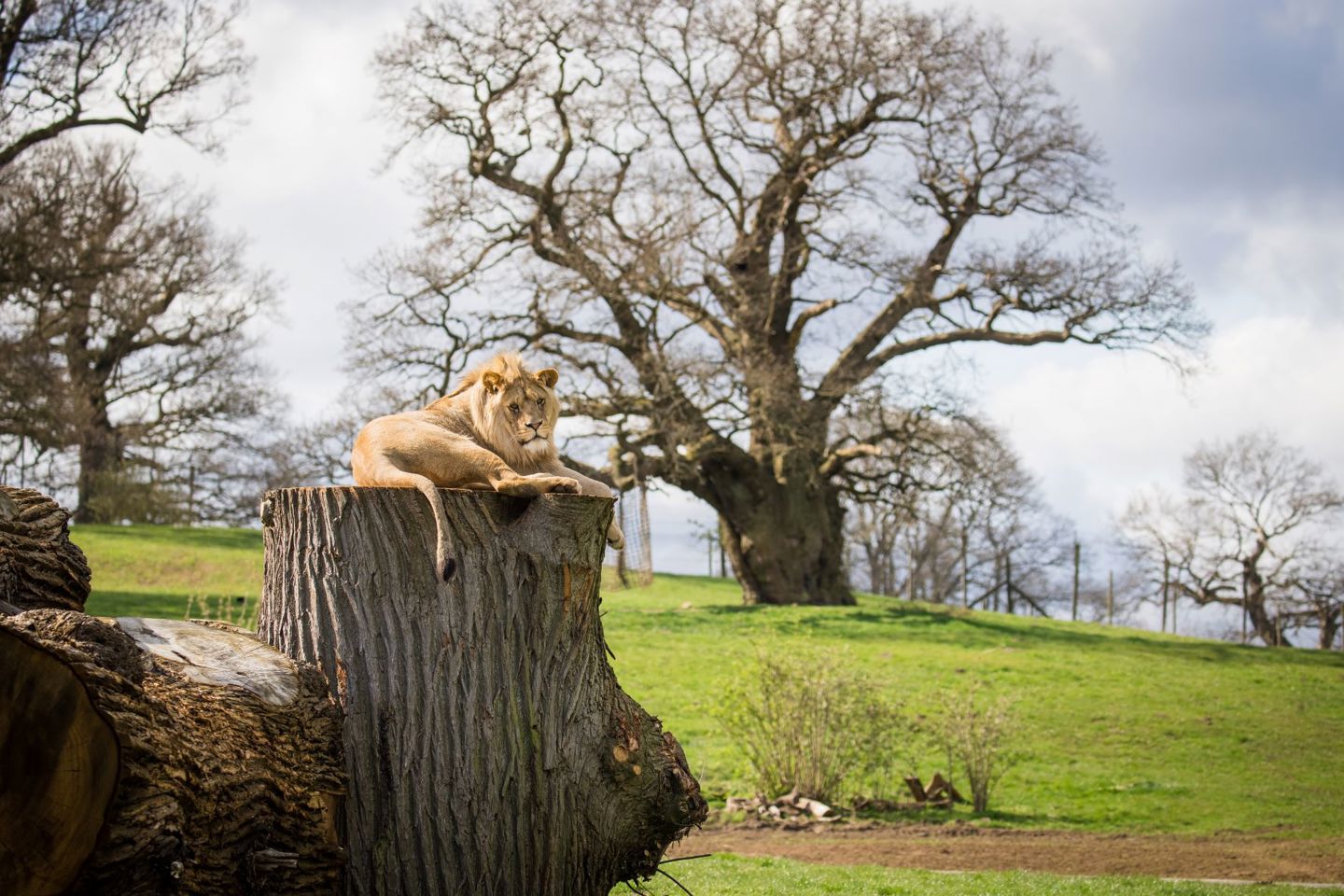 Image of kojo the african lion at woburn safari park